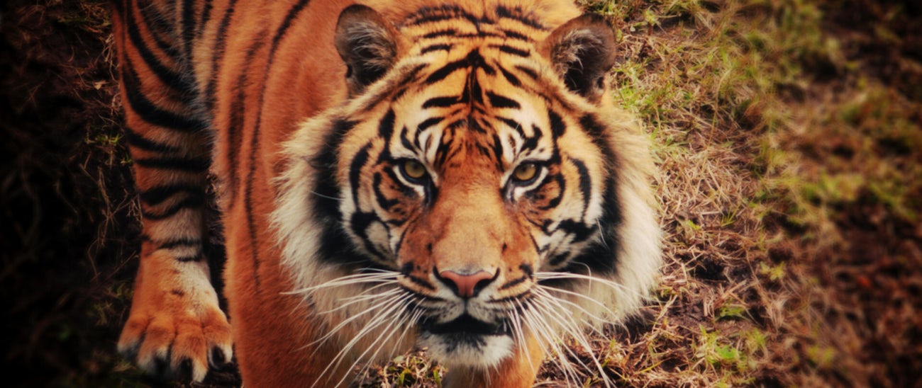 Tiger trek banner