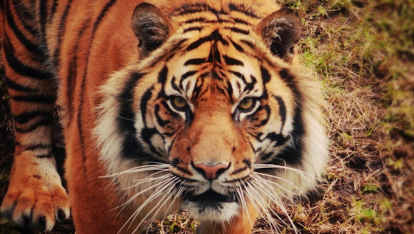 Art of Multimedia joins forces with Taronga Zoo to create an incredible Sumatran Tiger digital experience